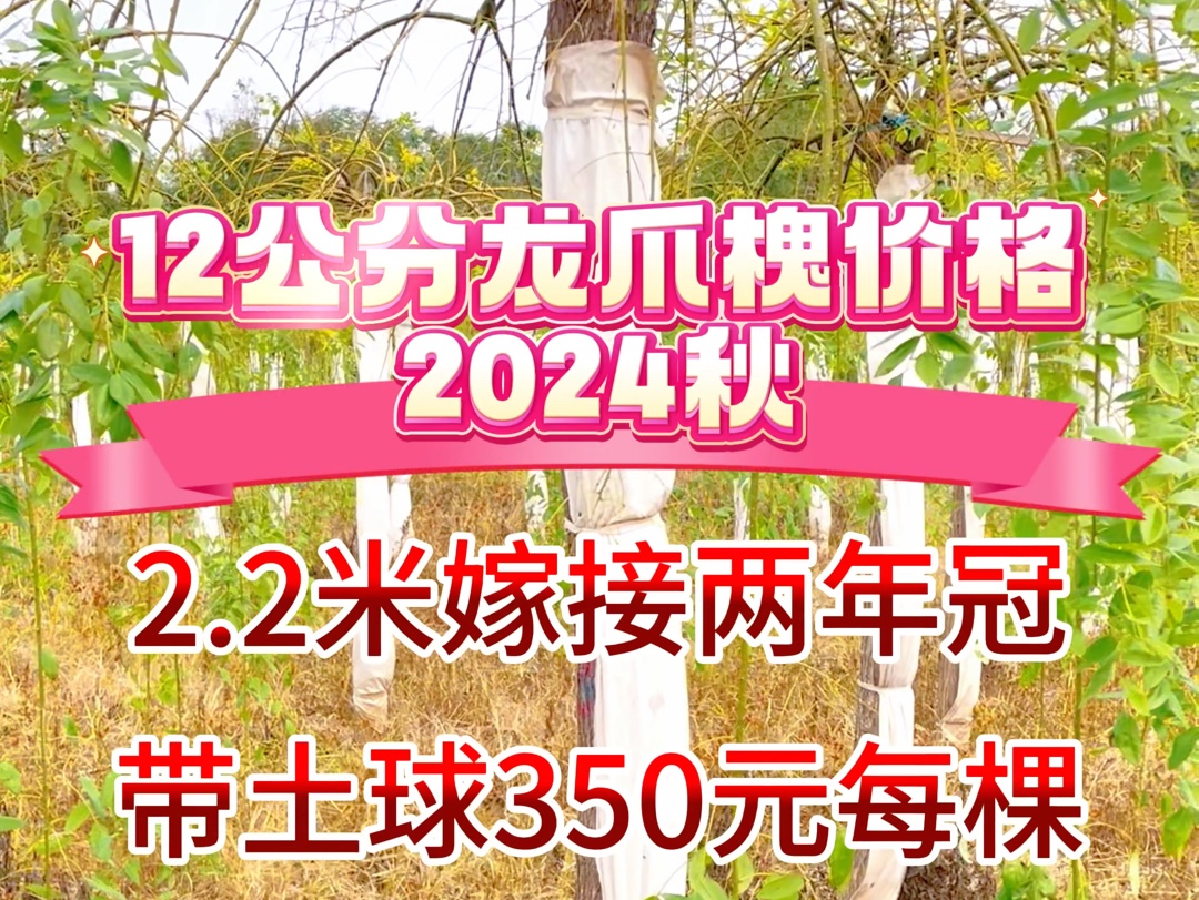 12公分龙爪槐价格,2024年秋季龙爪槐产地最新报价