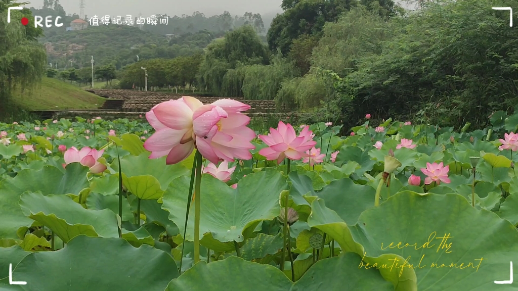 [图]并蒂莲花，见者皆好运