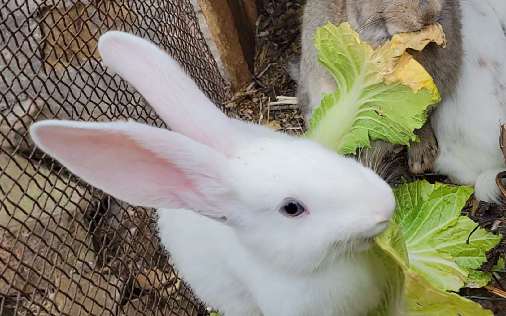 静静地看小兔子们吃菜