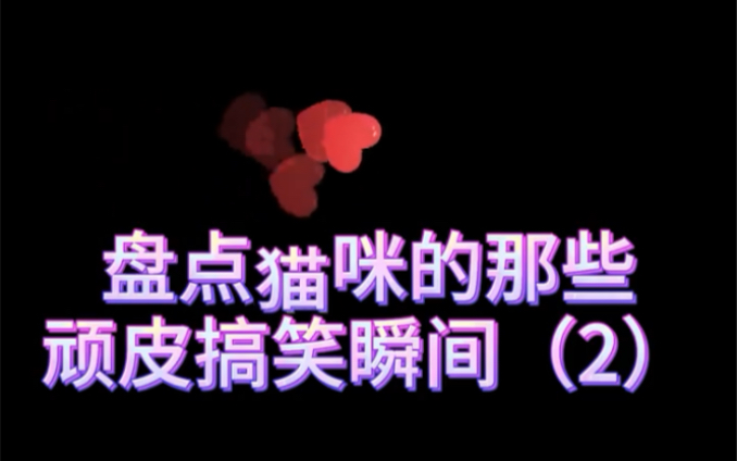 盘点猫咪的搞笑瞬间,加量不加价,每天一笑给烦恼说再见哔哩哔哩bilibili