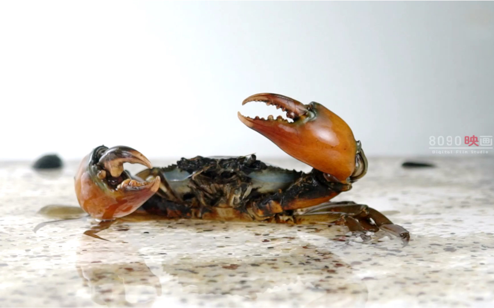 东南亚野生蟹的吃法