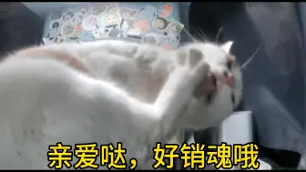 Download Video: 销魂小猫在线直播