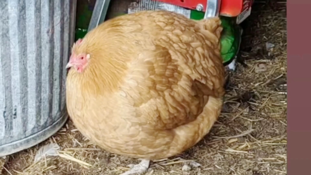 搞笑,圆鼓鼓的鸡