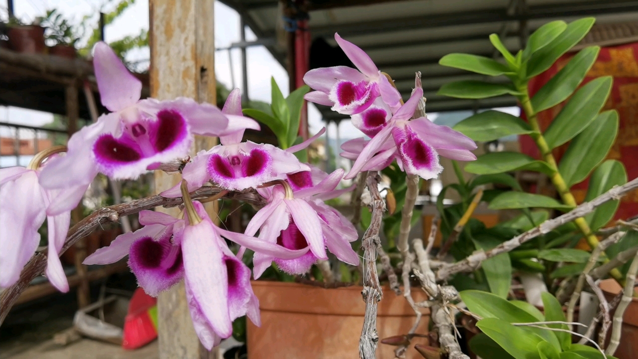 广西檀香石斛(檀香石斛)