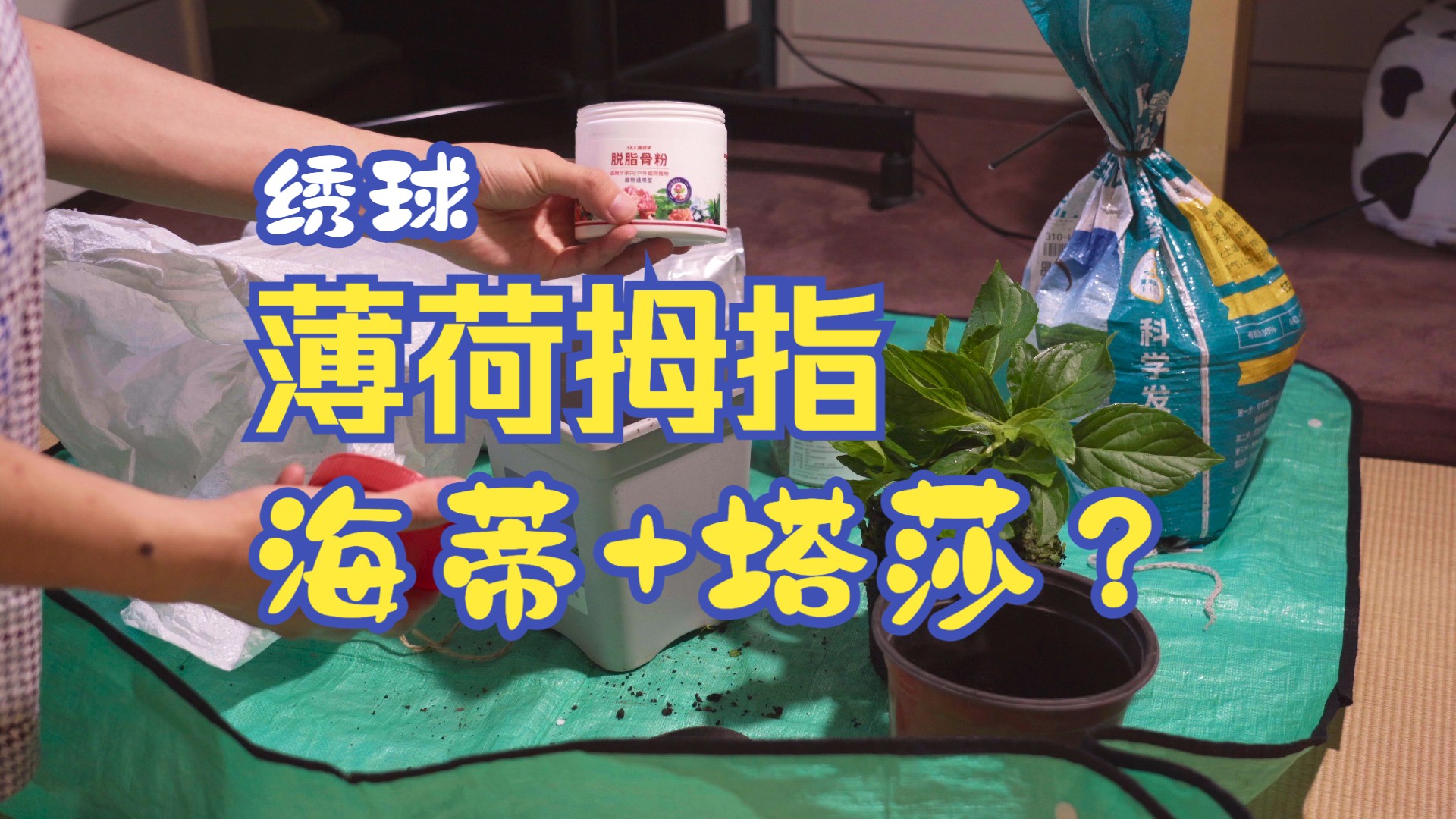 【开箱】海妈的绣球「薄荷拇指」 塔莎的花盆 有寻的肥料 是融合怪!