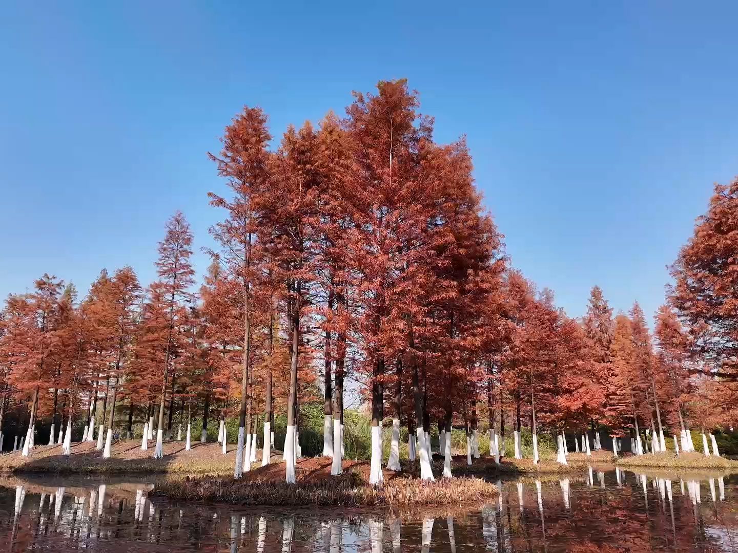 常州湿地公园景点介绍图片