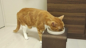 猫パンチ！_哔哩哔哩(゜-゜)つロ干杯~-bilibili