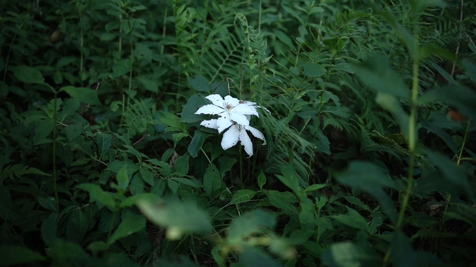 [图]这个季节的山野有多美，漫山野生的圆锥绣球，各种野生铁线莲