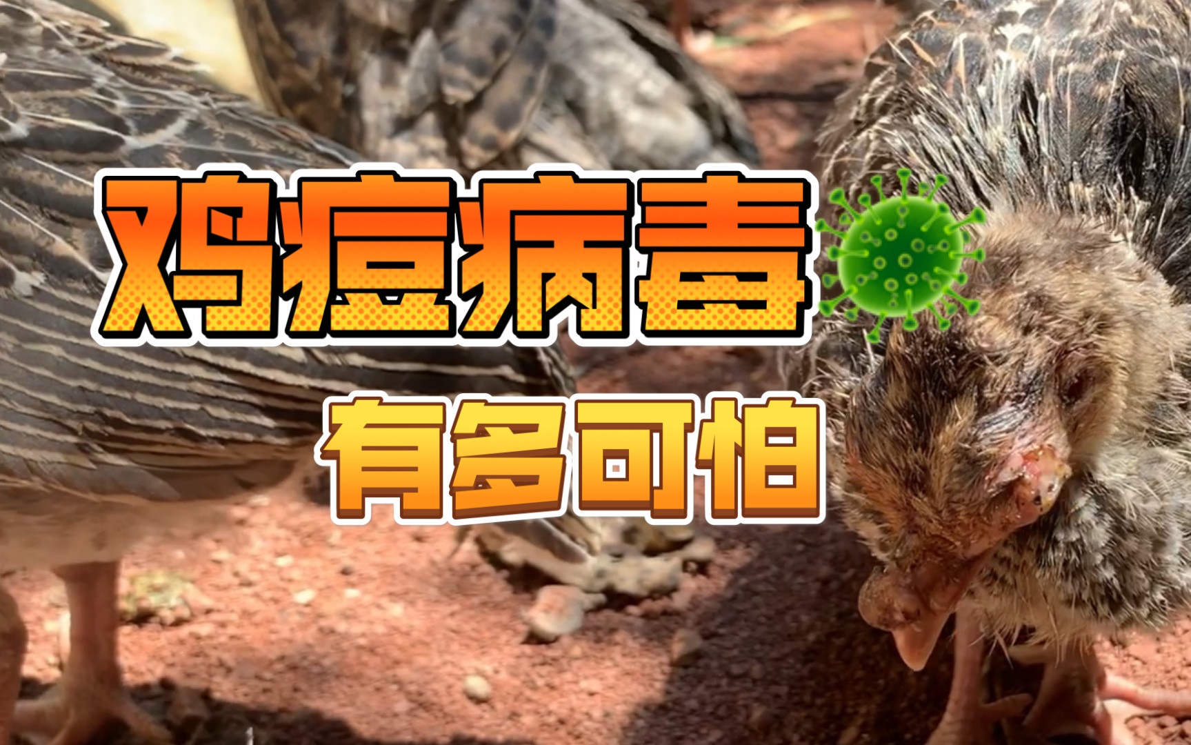 活动作品鸡痘病毒有多可怕蚊虫传播防不胜防