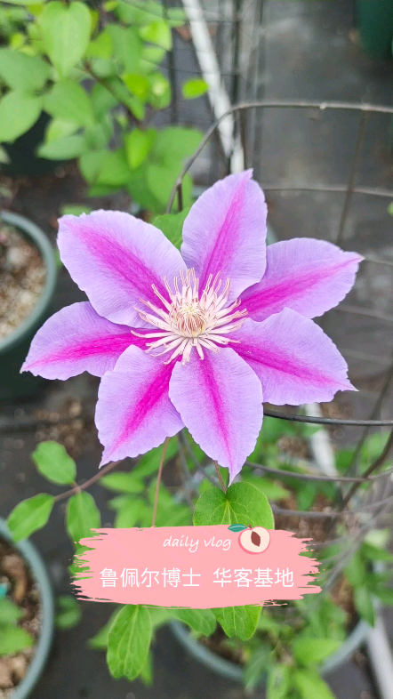 铁线莲品种鲁佩尔博士经典花期