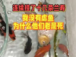 Tải video: 连续挂了十几条兰寿，我没有虐鱼 为什么他们老是死