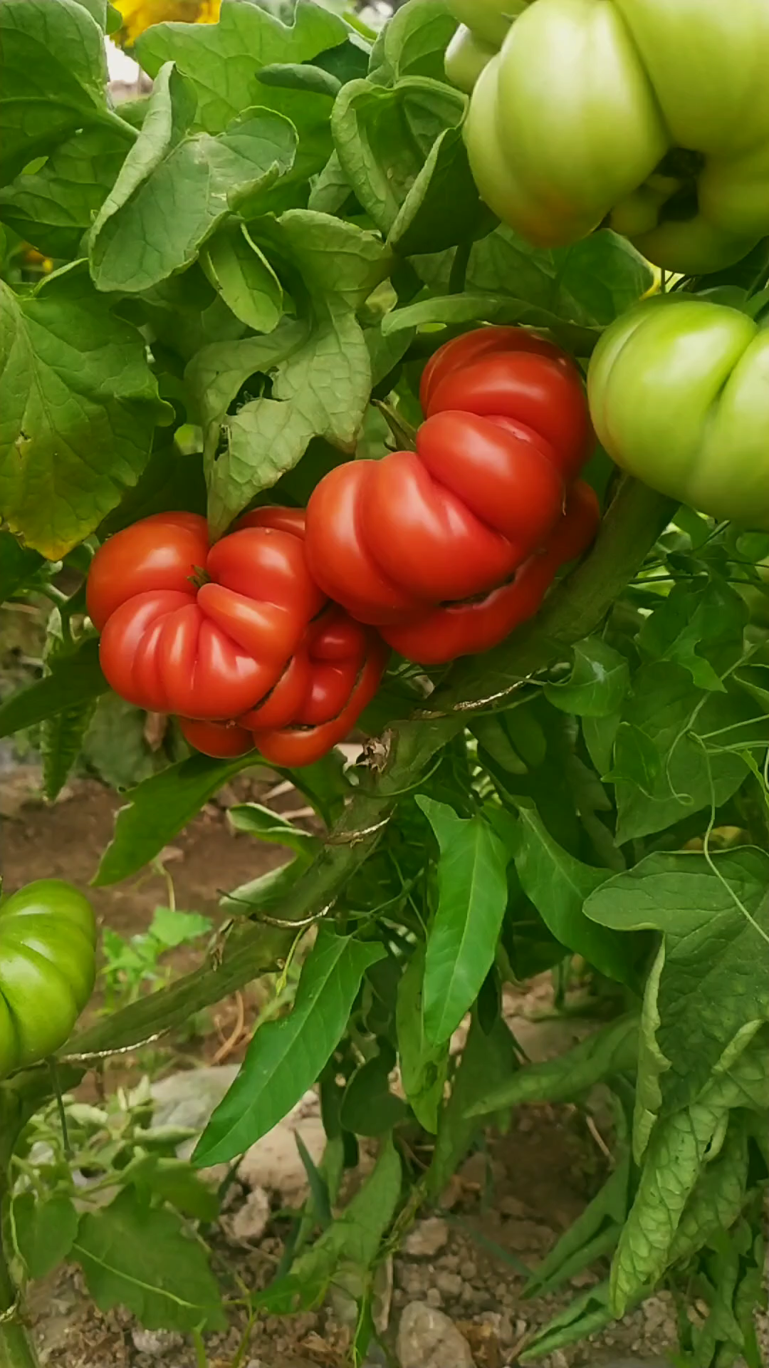 马蹄番茄双蔓和三蔓整枝结果情况随拍