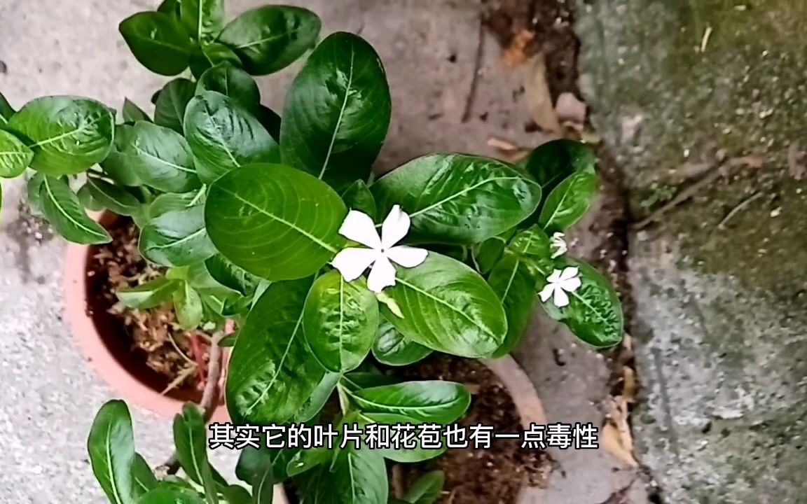 “长春花”虽然皮实,开花能力也强,却有一个缺点,很多人不知道哔哩哔哩bilibili