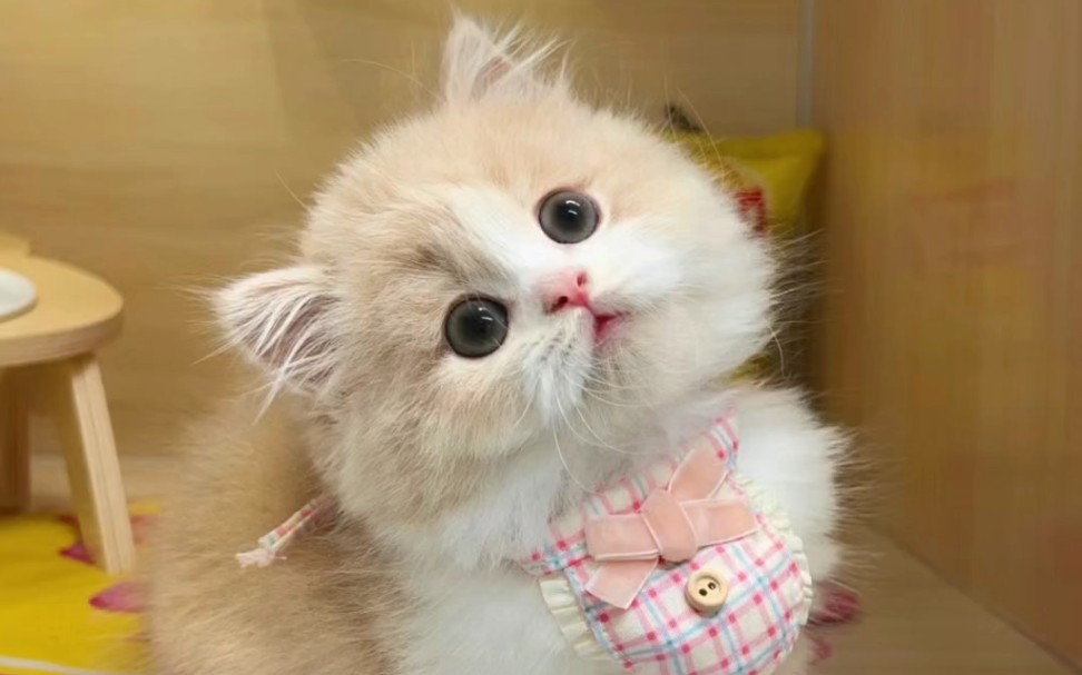 可爱小猫万岁(我需要50浏览量谢谢)