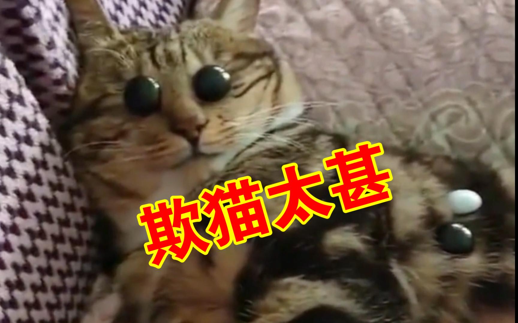 “欺猫太甚”!如何欺负猫你学会了吗?哔哩哔哩bilibili