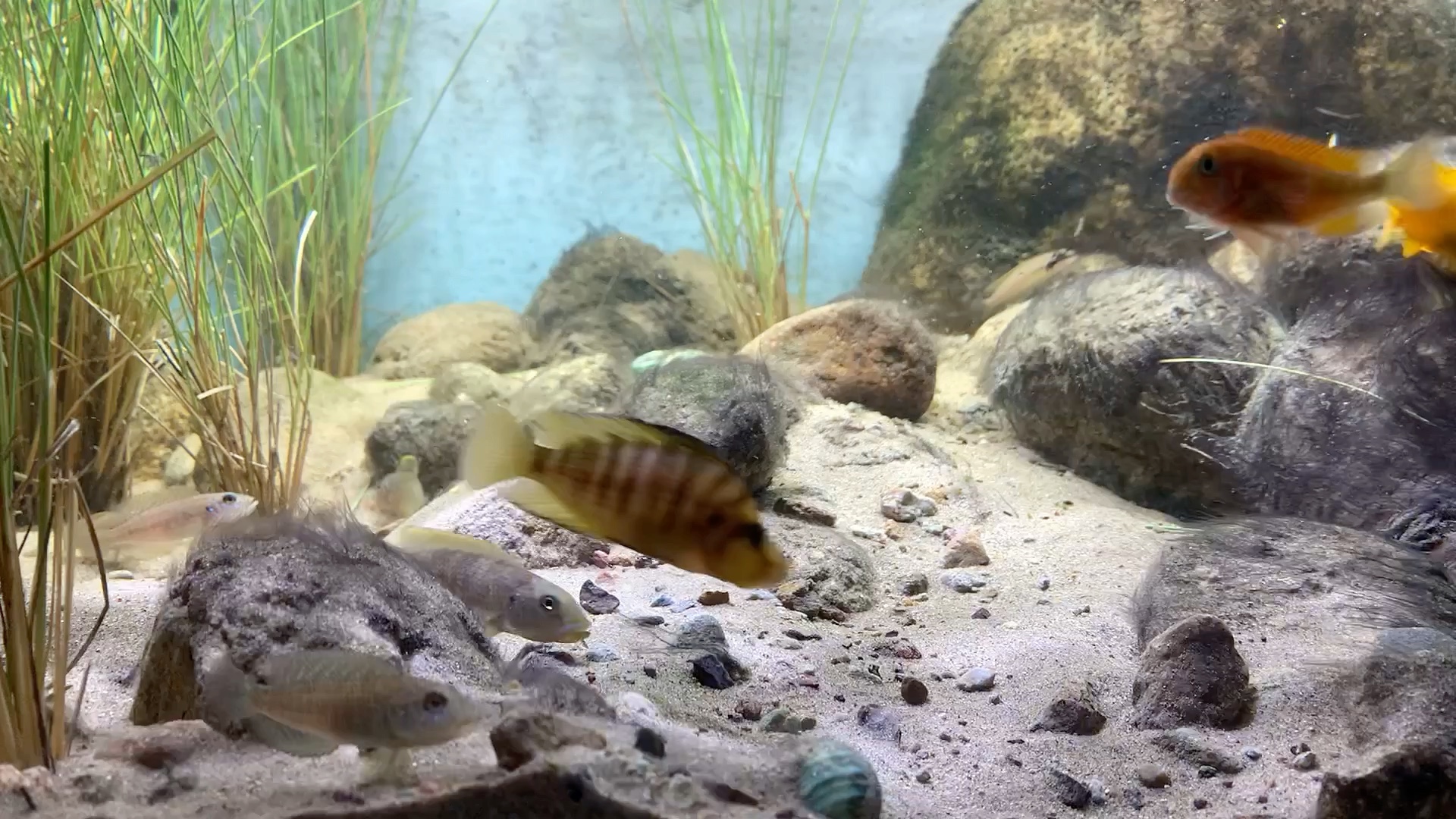 坦干伊克湖 坦湖 三湖 慈鲷 造景 原生 鱼