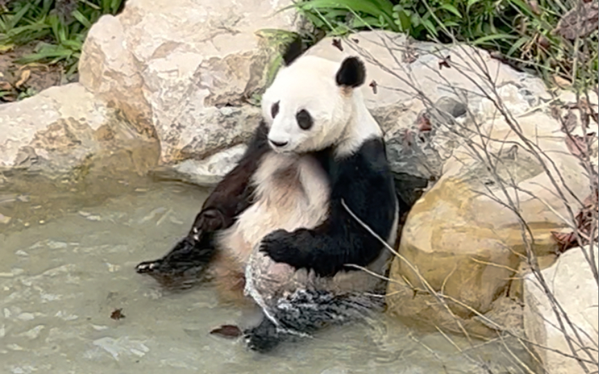 大熊猫快乐的洗脚脚