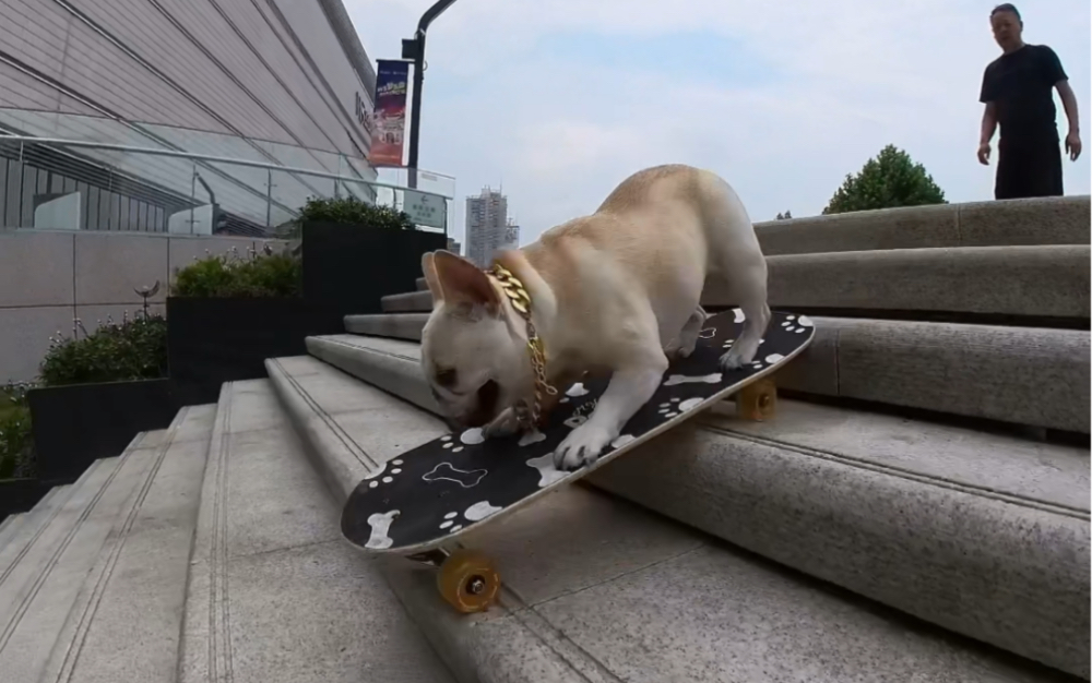 狗狗滑板下楼也有翻车的时候,丢狗脸啦!
