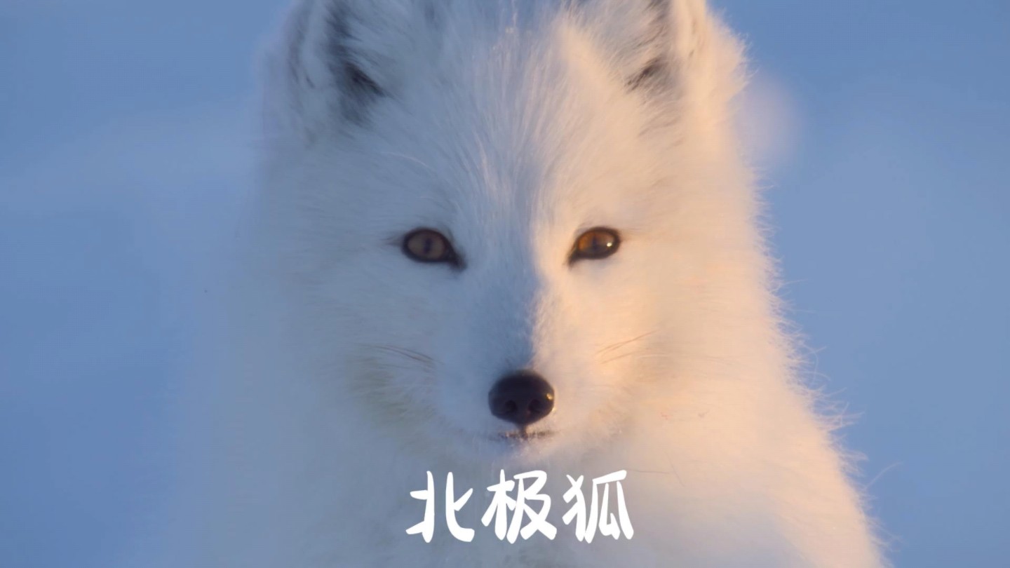 可可爱爱的北极狐的相亲路