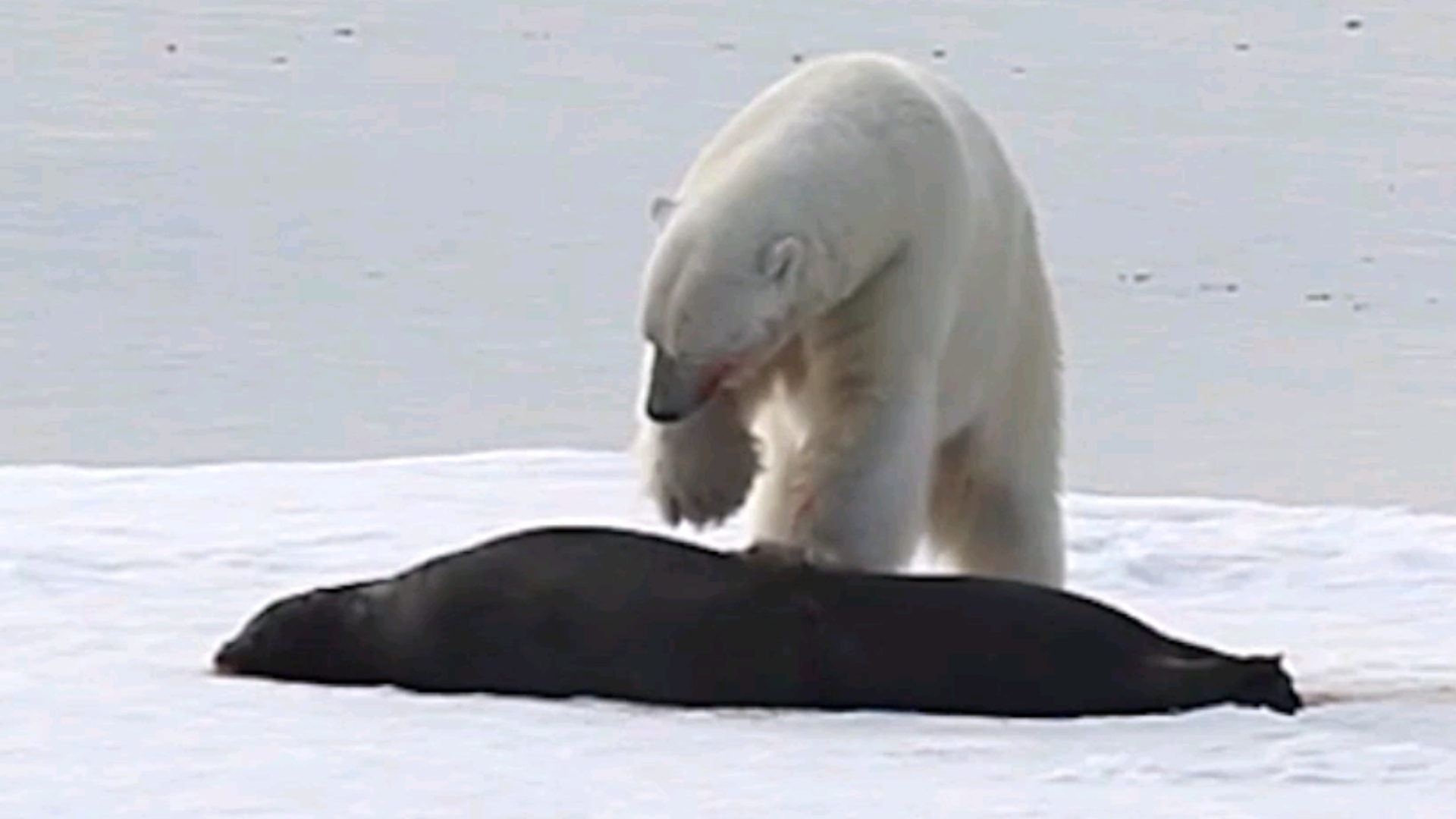 北极熊捕食一只巨大髯海豹的珍贵影像