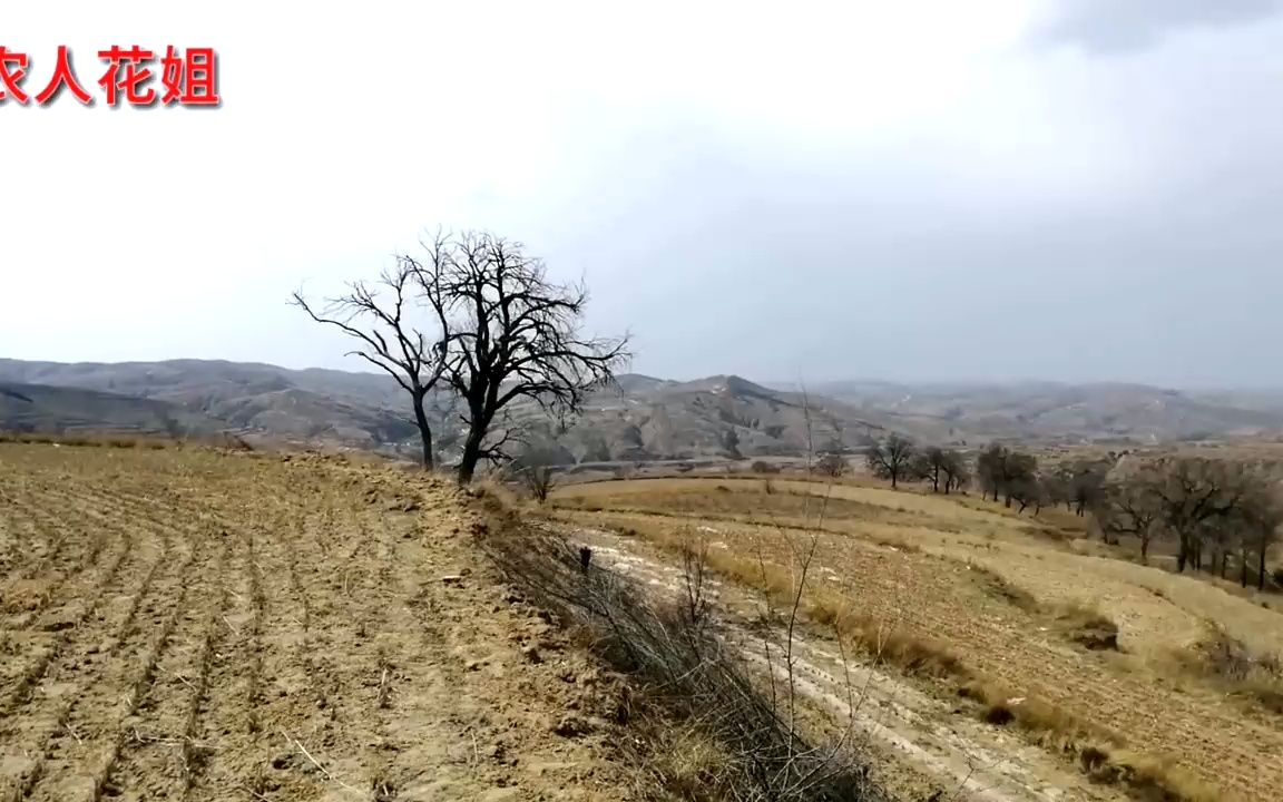 [图]山西黄土高坡偏僻的小村庄，山坡坡上的旧窑洞，这风景你见过吗？