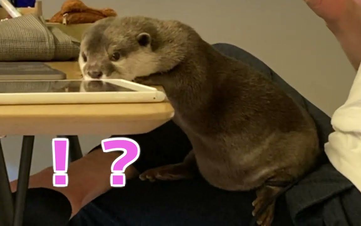 水獭的肚子也太好笑了哈哈哈哈哈哈哈哈哈