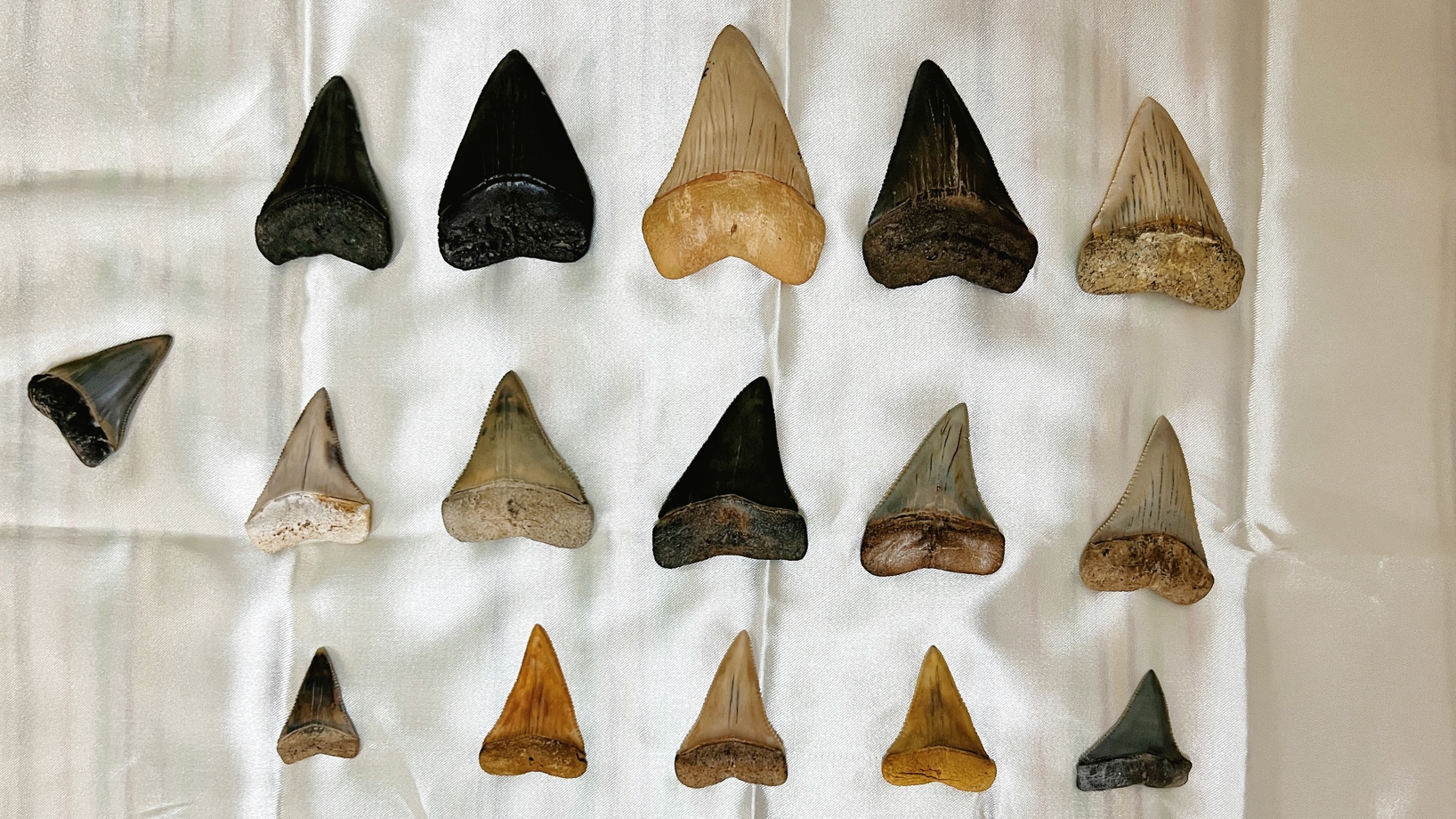 不同体型大白鲨的牙齿对比