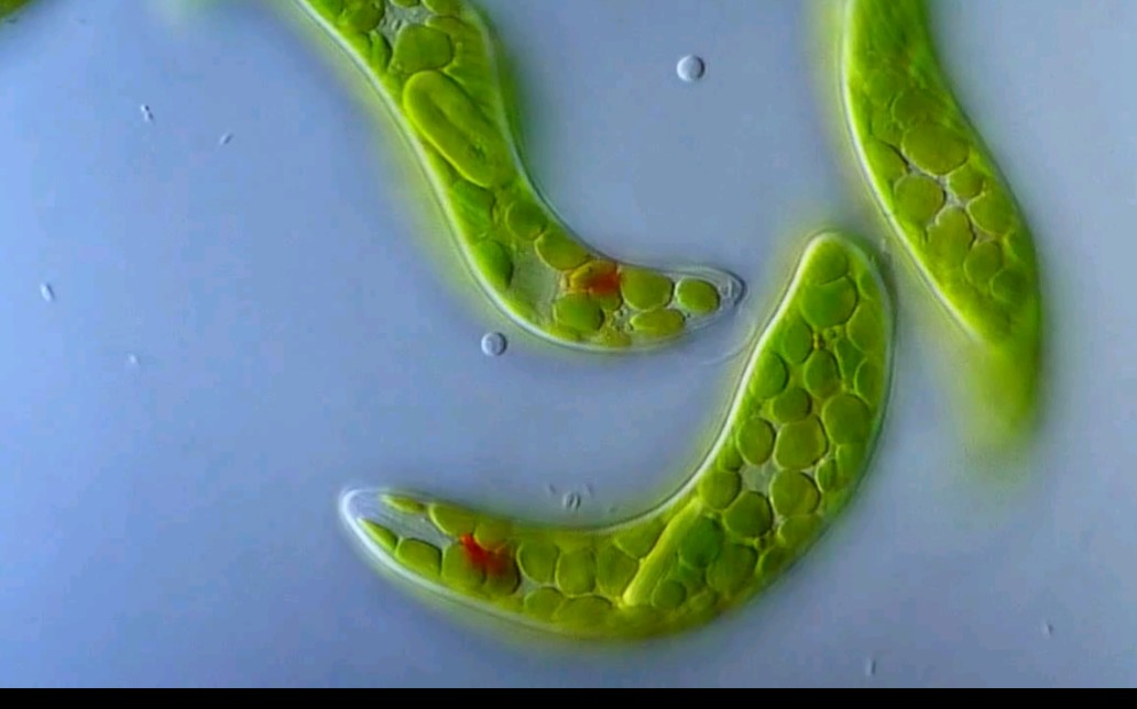 显微镜下的眼虫(euglena)