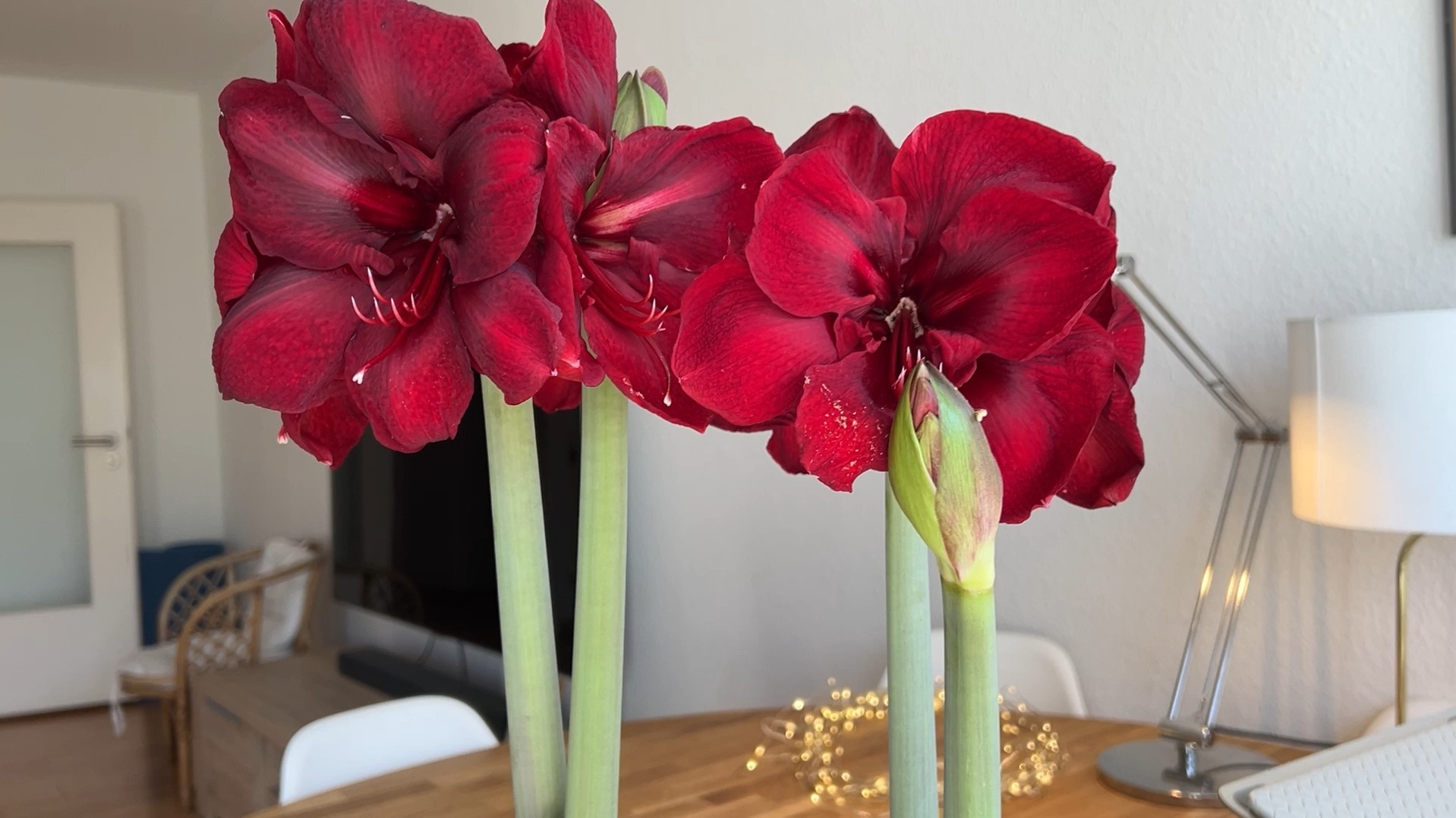 朱顶红大天后二球齐开放, 壮观!