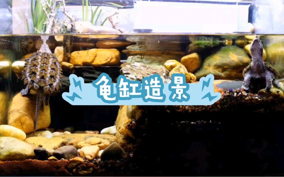 大鳄龟洞穴缸造景(01)哔哩哔哩bilibili