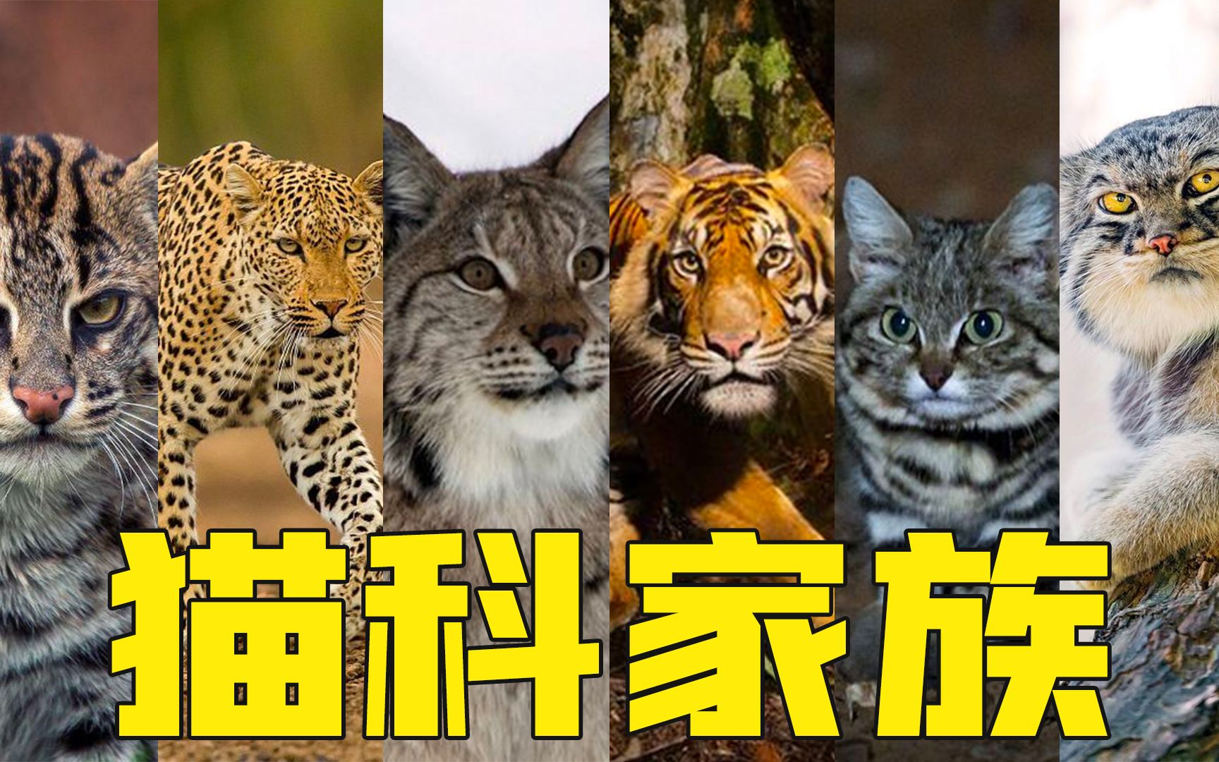 猫科家族群像考(二),大喵星人占领全世界_哔哩哔哩_bilibili