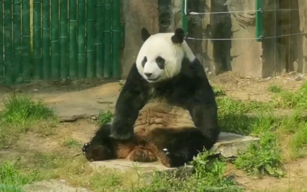 〔大熊猫〕气鼓鼓想下班的小公主.因为网站后台原因弹幕和评论可能需要隔天刷视频才可以发布成功哔哩哔哩bilibili