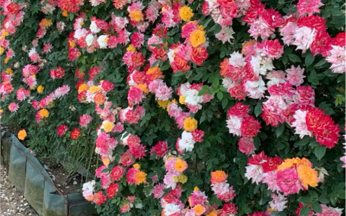 藤本月季藤彩虹做出的成品花墙