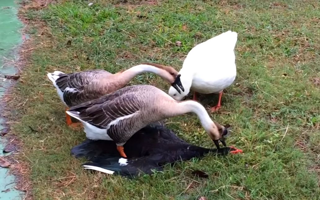 一只鹅脚踩两只鸭子,鸭子毫无还手之力,"村霸"名不虚传啊_哔哩哔哩