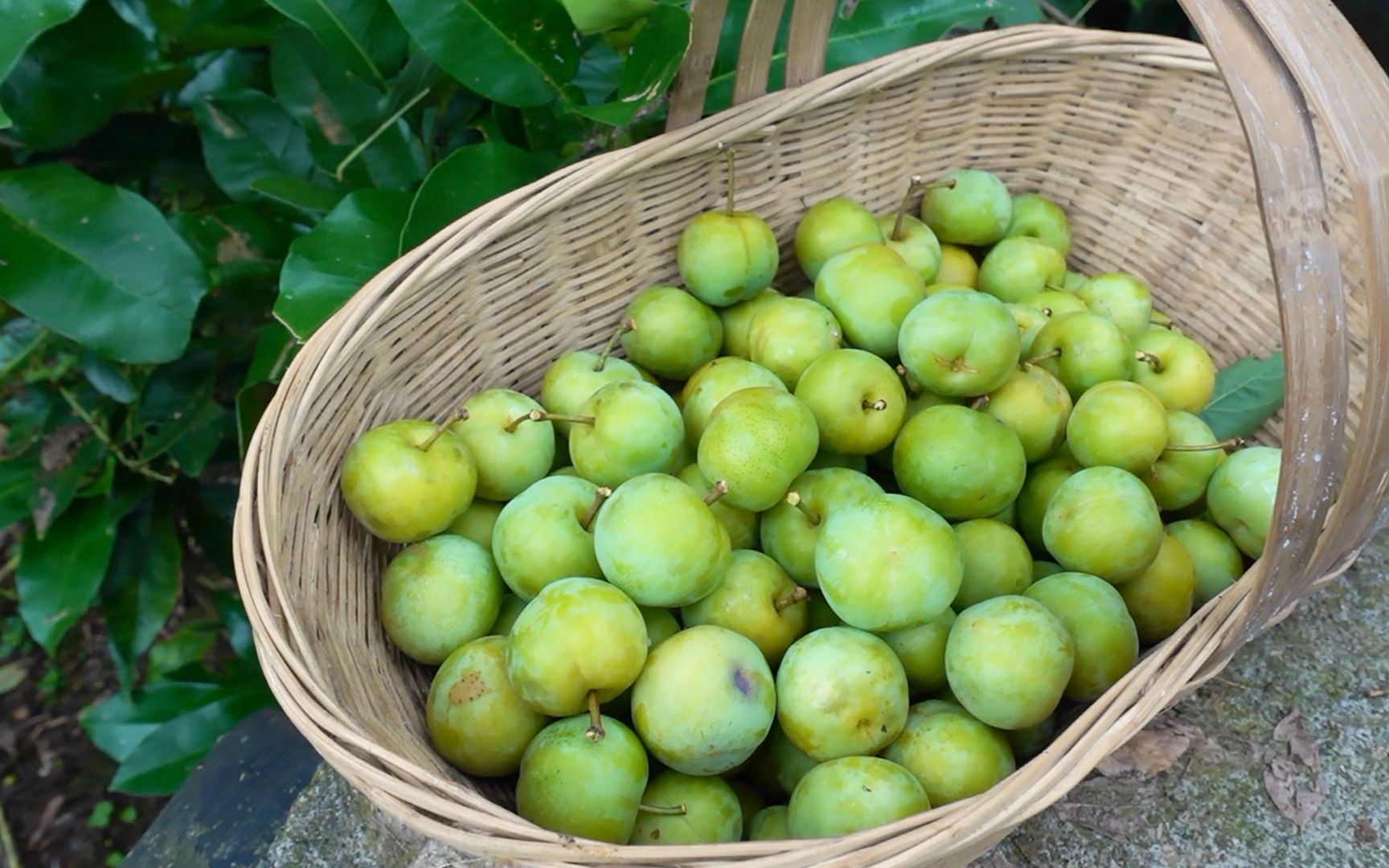 农村的土李子,多得压弯了树枝,五毛一斤没人要