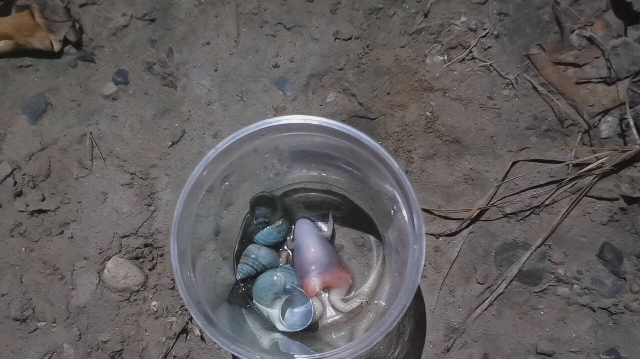 饲养了一个月的青蛙突然四脚朝天了,看看5岁孩子如何理解死亡的概念