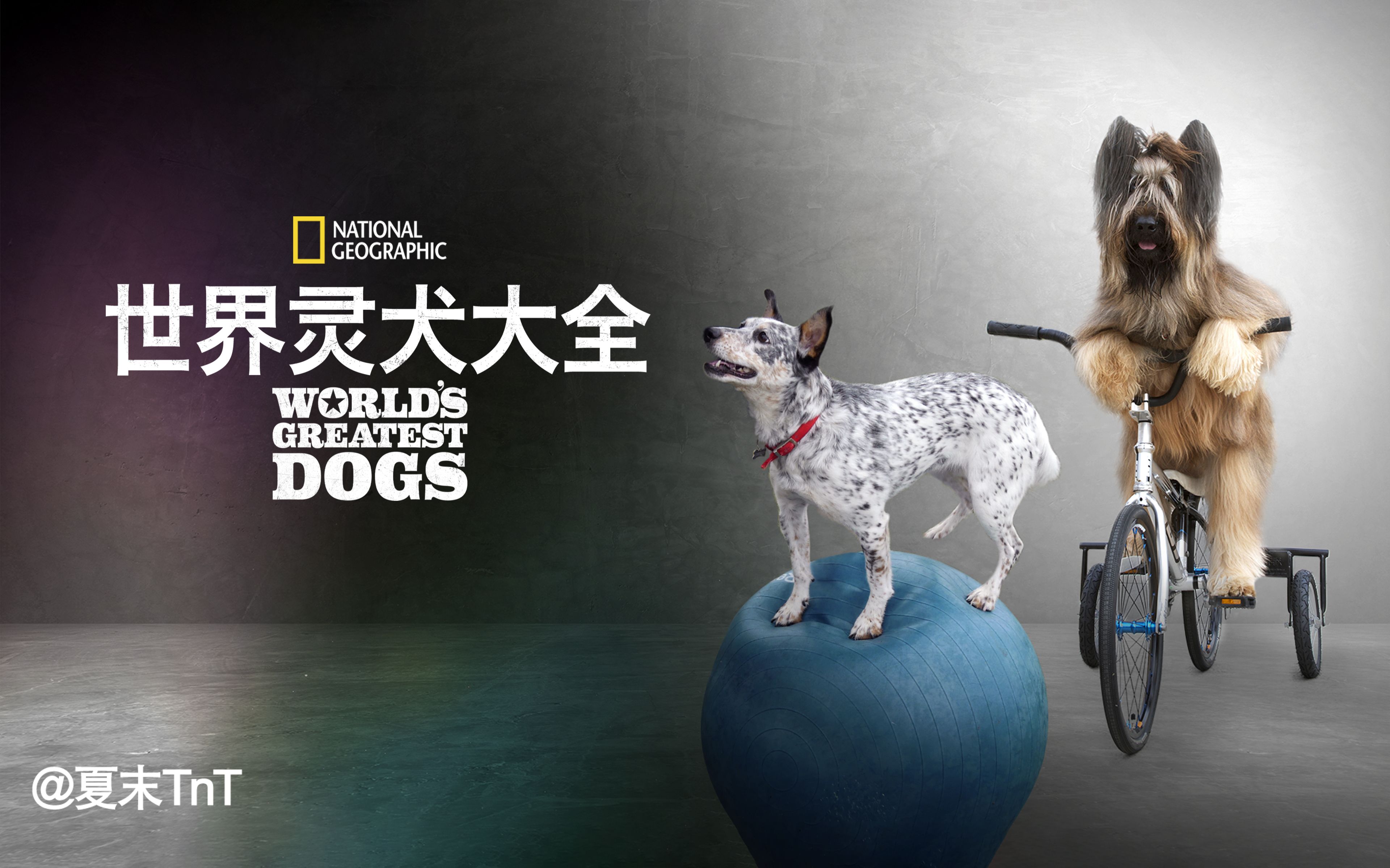 世界灵犬大全 中英双语字幕 World's Greatest Dogs哔哩哔哩bilibili