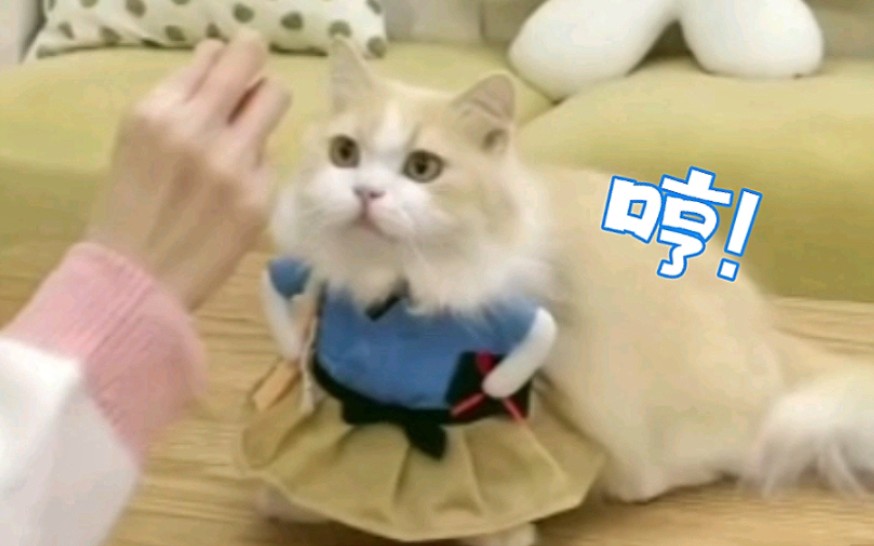 【直播切片】《糕鹰,但是叉腰》 糕萌预警!