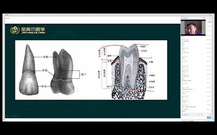 [图]口腔解剖生理学（牙体解剖的一般概念上）