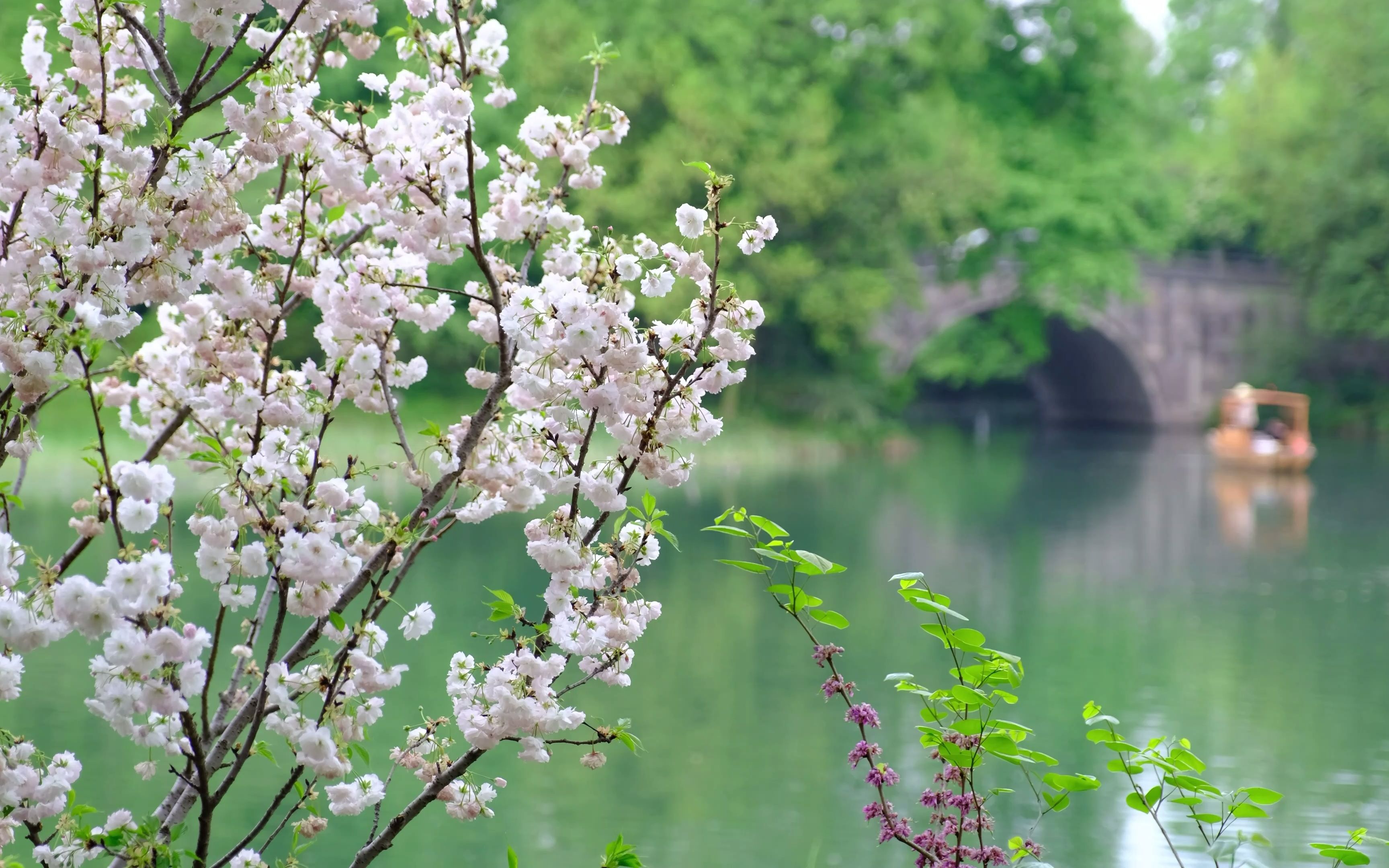 活动  杭州乌龟潭晚樱
