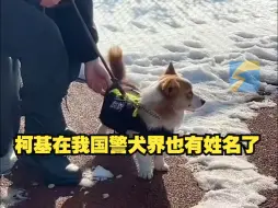 Download Video: 柯基警犬和公众见面被摸不停~