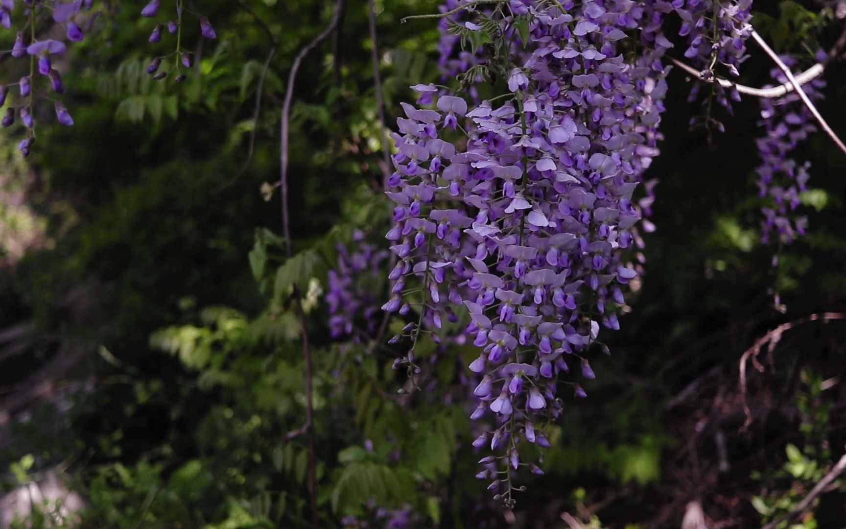 【空镜头】 植物紫藤花花朵 视频素材分享哔哩哔哩bilibili