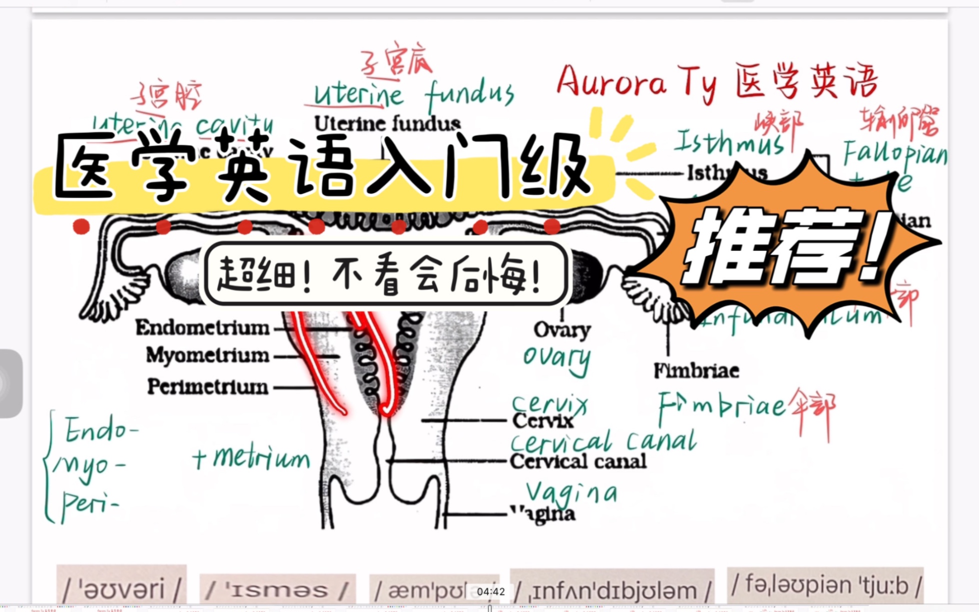 【生殖系统解剖医学英语合集持续更新中】集赞!爽快点!能否请医学美女帅哥们给点更新的动力呀!哔哩哔哩bilibili