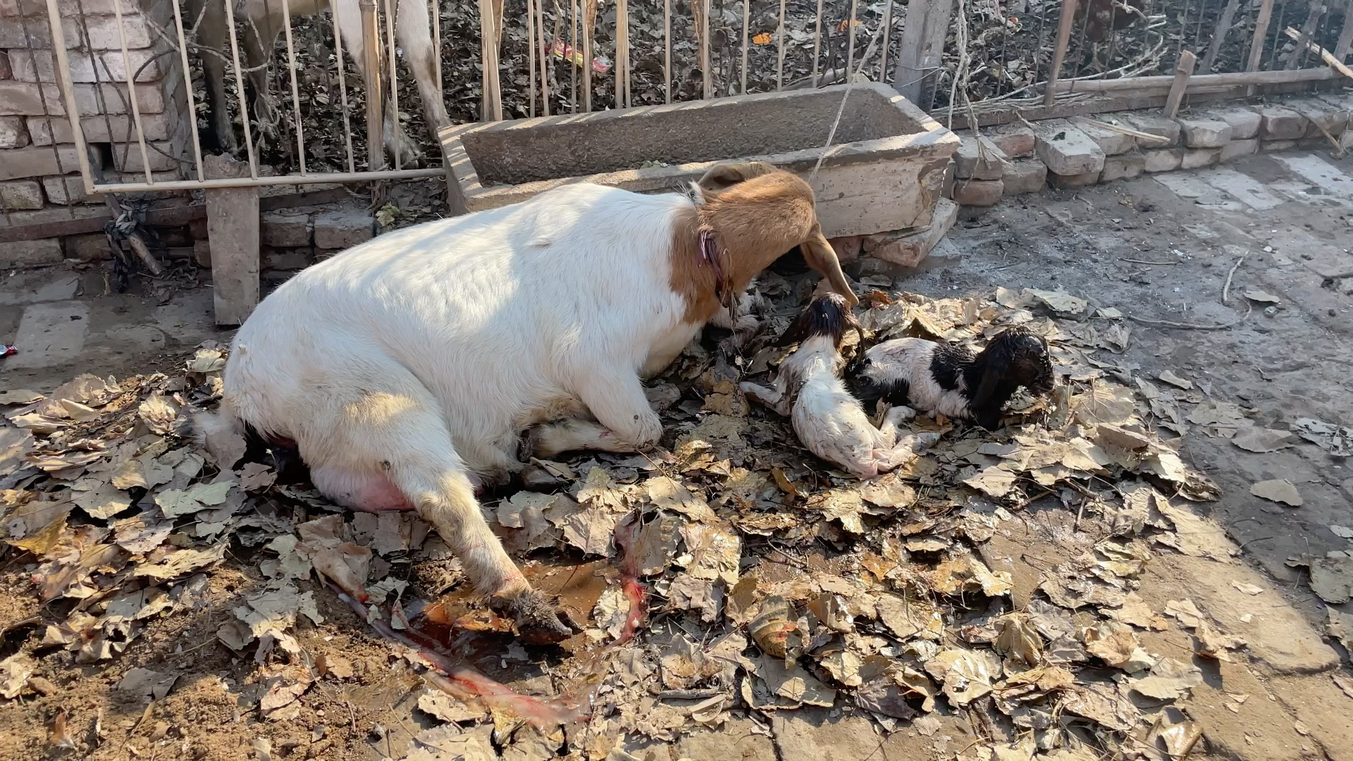 初二,坚强的老羊生了四只羊宝宝