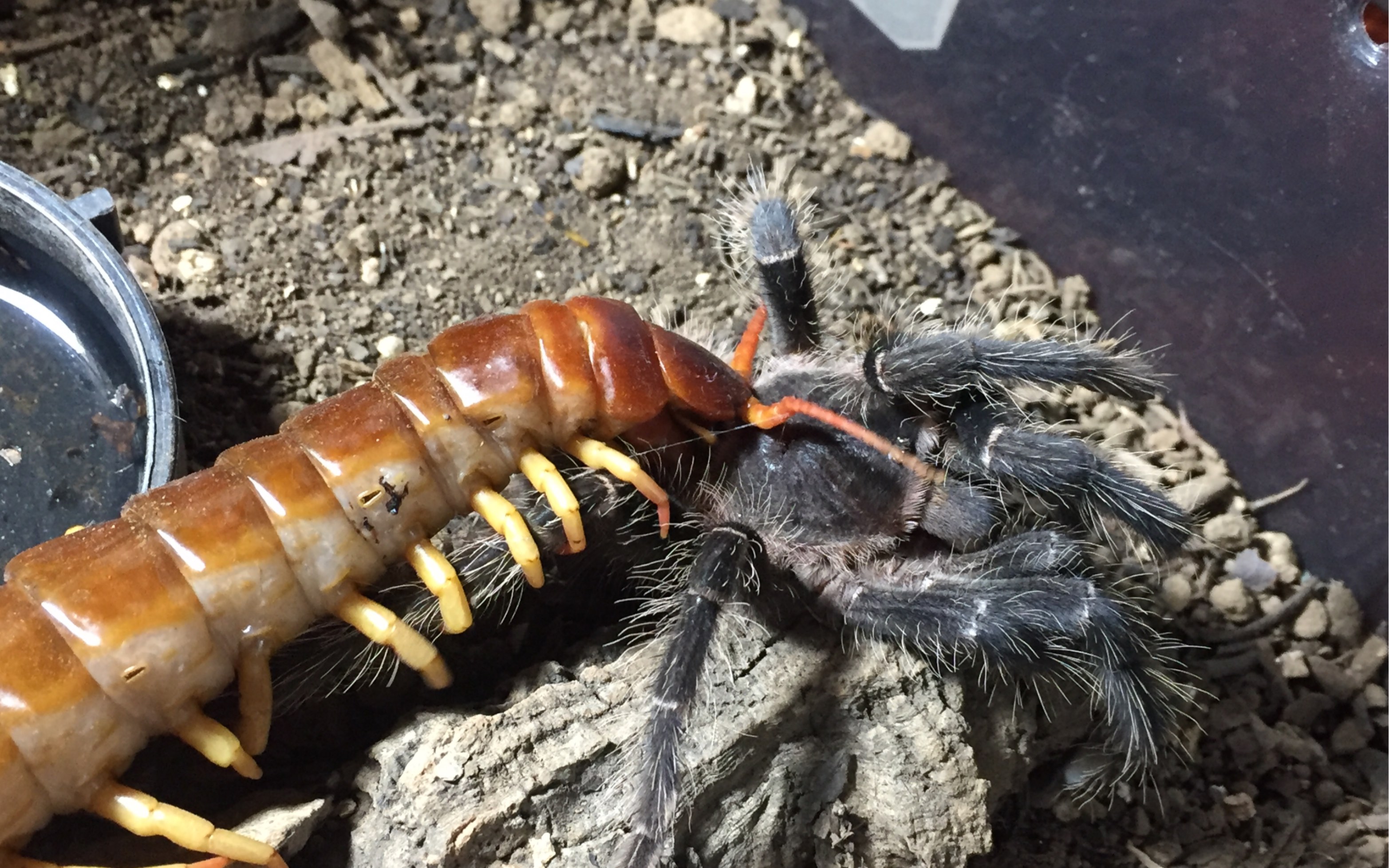 scolopendra dehaani 火焰脚巨人蜈蚣捕食捕鸟蛛