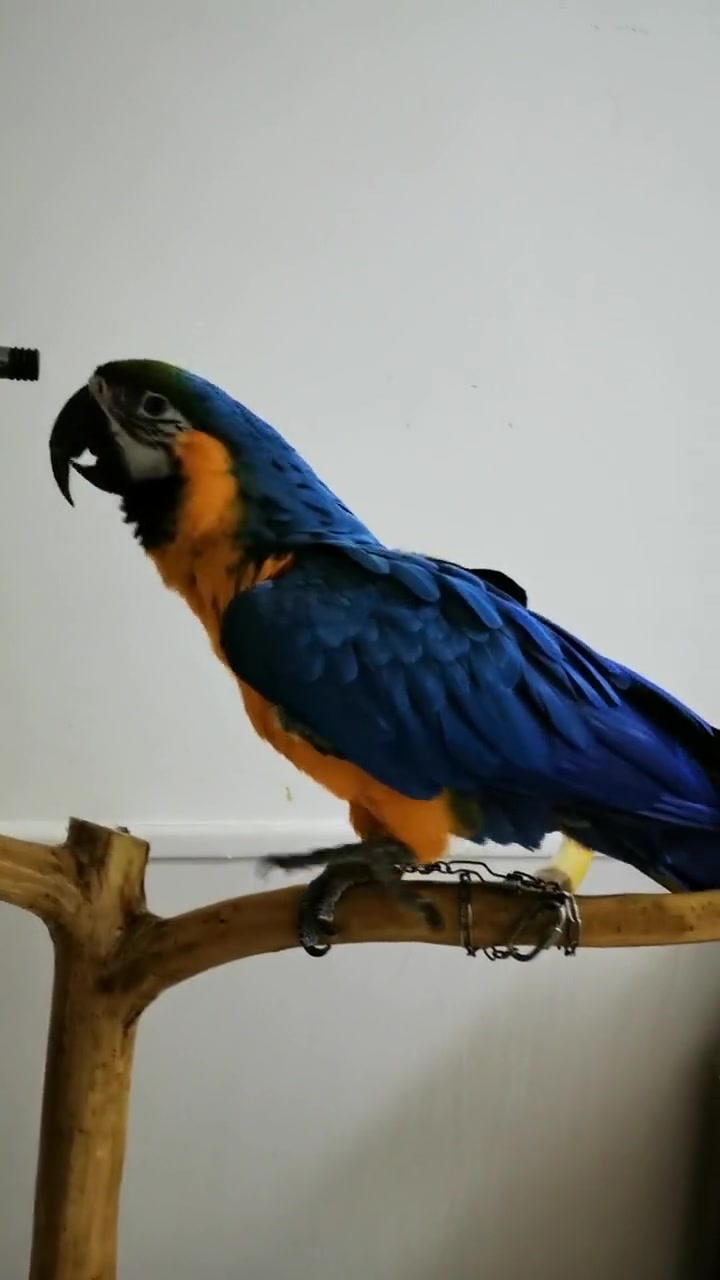 会说话的金刚鹦鹉