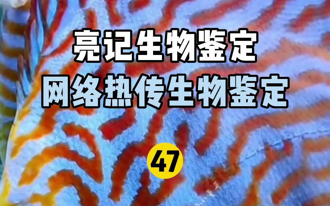 [图]【亮记生物鉴定】网络热传生物鉴定47