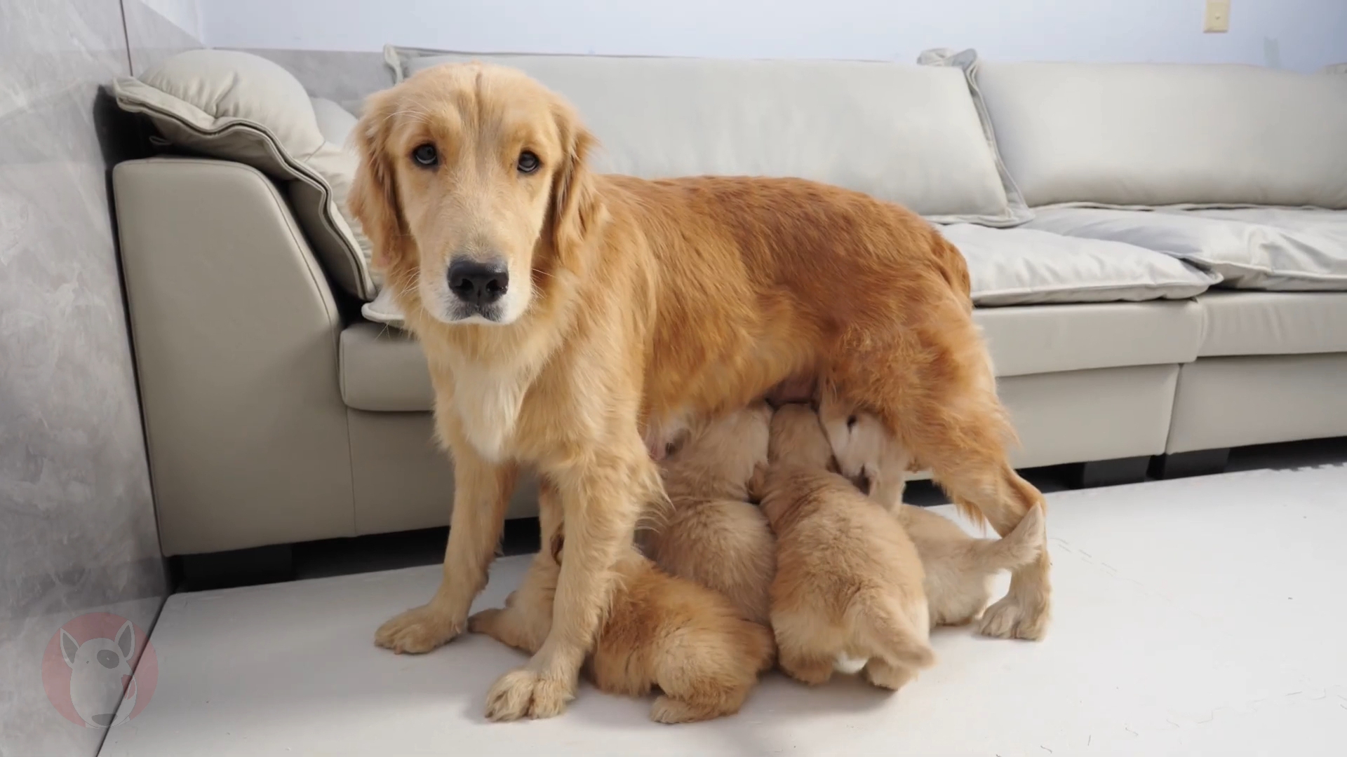 狗妈妈与幼犬的互动