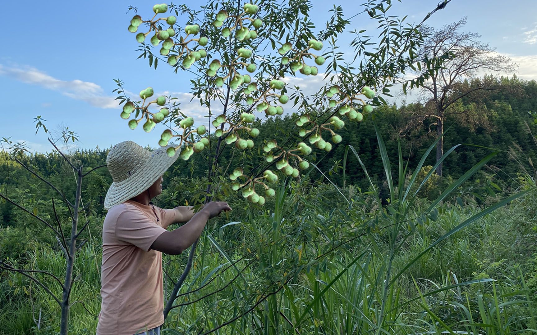 农村常见的山椒子,一点就能卖50元,奶奶靠它日赚1000元