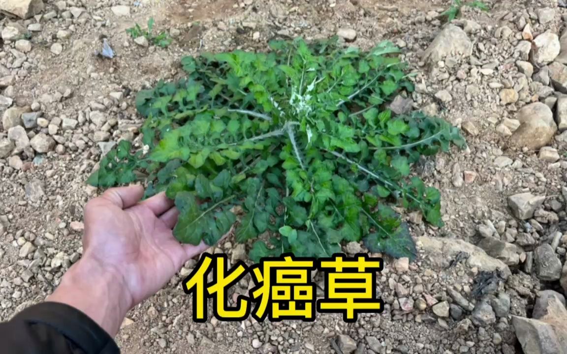 癌草图片图片